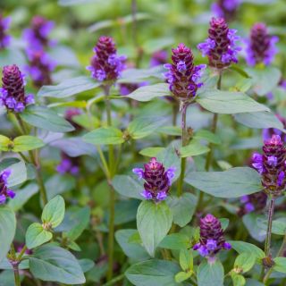 Opuntia vulgaris extract